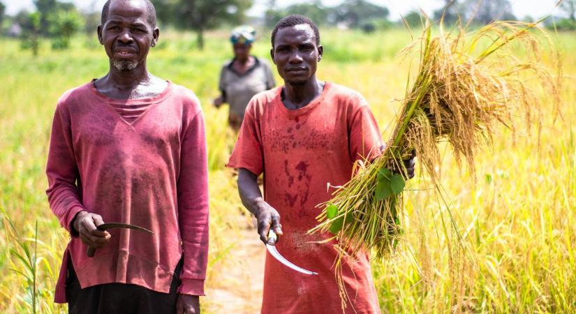 Súlyos búzaellátási problémákkal küzdenek Afrikában