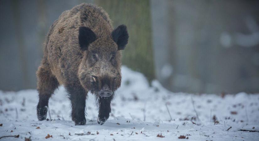 Kampányt indítanak a vadhús népszerűsítésére