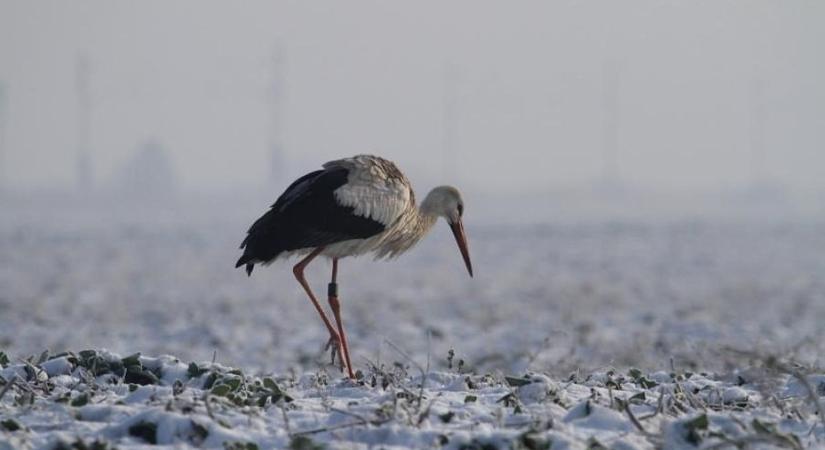 Áttelelő fehér gólyák: nem szorulnak segítségre