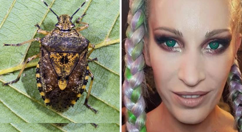 Okosabb vagy, mint Pásztor Anna? A büdösbence után jön a herefojtó aranka!