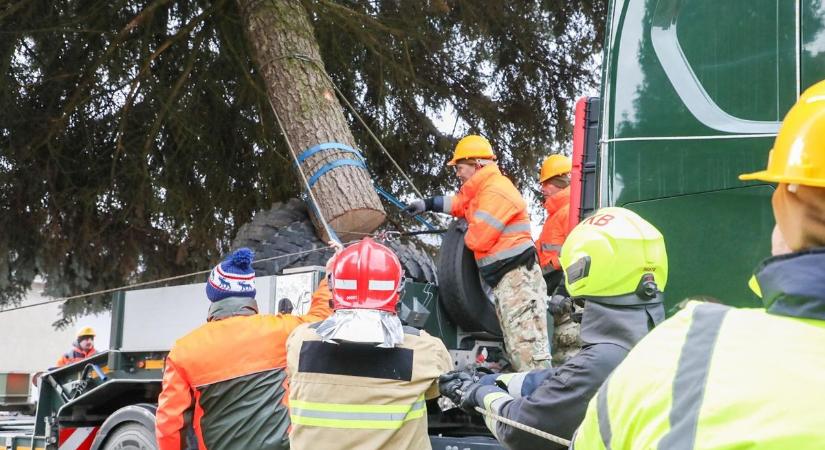 Az ország karácsonyfája elindult országhódító útjára és a barna medve sem tétlenkedett