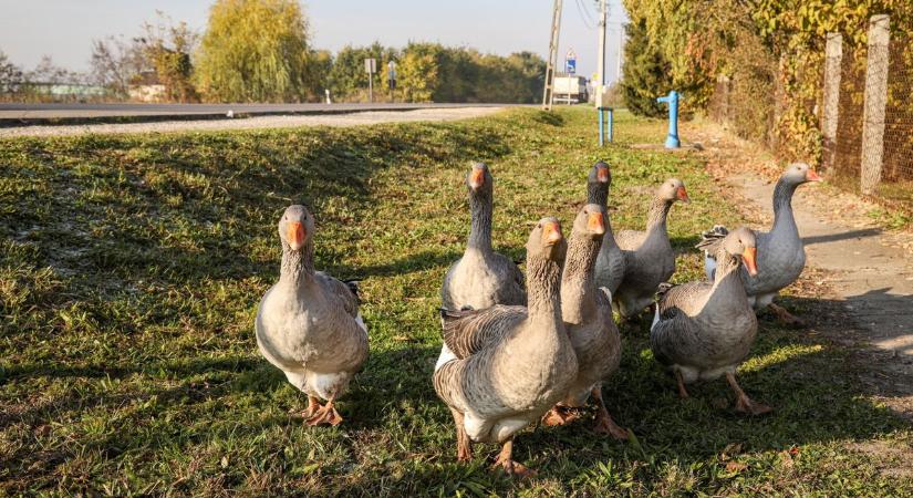 A szolnoki férfi teljesen mást talált a felpucolt libában, mint amire számított