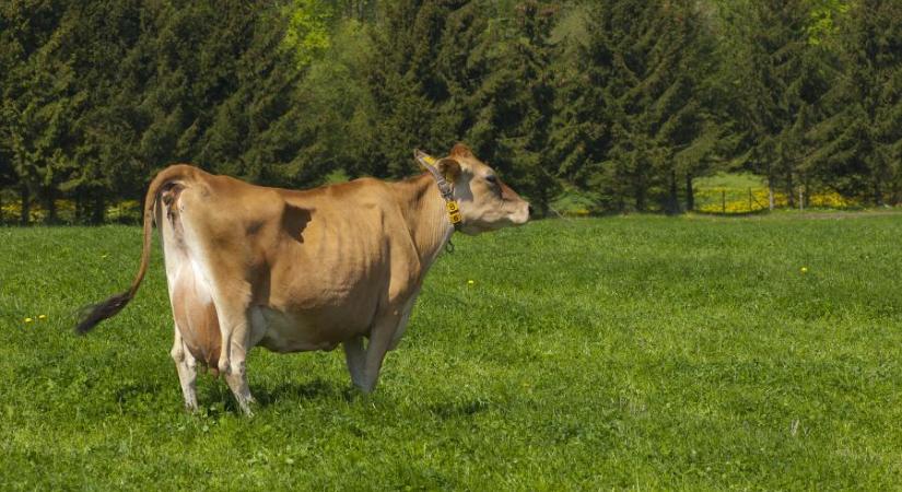 A dánok visszaadják termőföldjeik 15 százalékát a természetnek