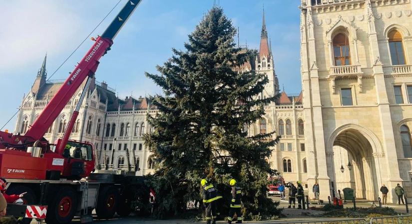 „Megérkezett!” – hamarosan teljes díszében pompázik az ország karácsonyfája (GALÉRIA)