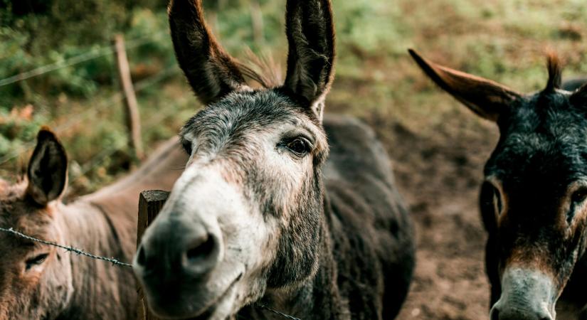 Időjós állatok – 23 népi megfigyelés, ami esőt jelez