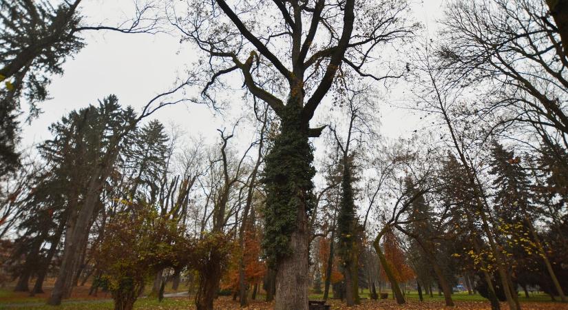 A fák „leltározásával" kezdődik a városi park revitalizációja