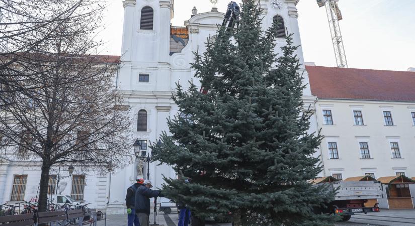 Ménfőcsanakról érkezett a város karácsonyfája