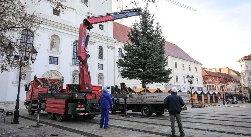 Felállították Győr karácsonyfáját a Széchenyi téren - fotók, videó