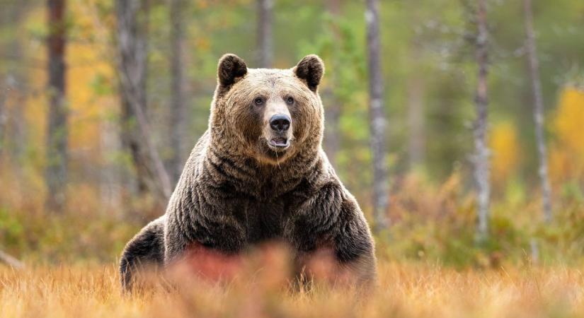 A téli álom még várhat: megint medvét láttak Lillafüred környékén