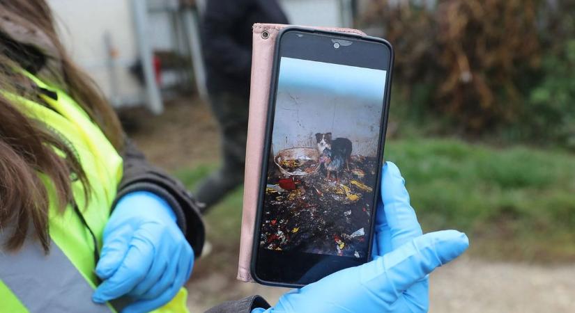 Csönge, Kőszegpaty, Csapod után ma újabb horrortelepre bukkantak az állatvédők