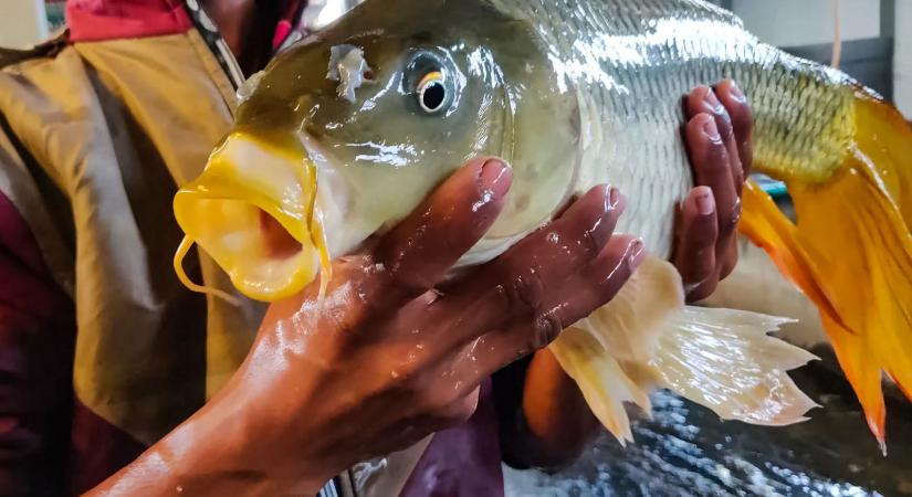 Tragikus állapotban fotózták a karácsonyi pontyokat a legnagyobb hazai szupermarketben, az állatok fele rohad