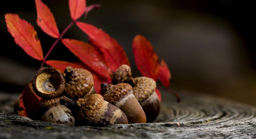 Novemberi termések, amelyek nemcsak díszítenek, hanem életet is mentenek