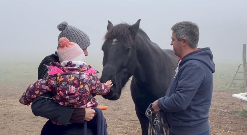 Kolléganőnk megmutatta, hogyan viselik a lovak, ha egy társuk elhagyja őket