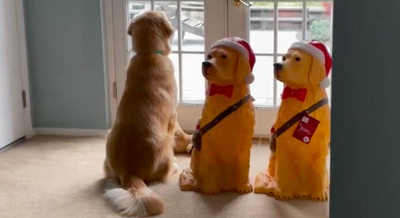 Beültette a nő a golden retriever a kutya bábuk mellé: a reakcióján pusztul a világ - Videó