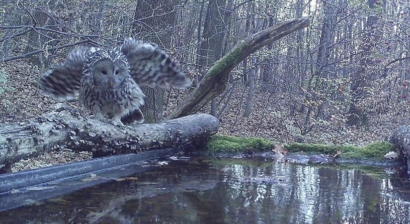 Óriási bagoly jelent meg a Mecsekben