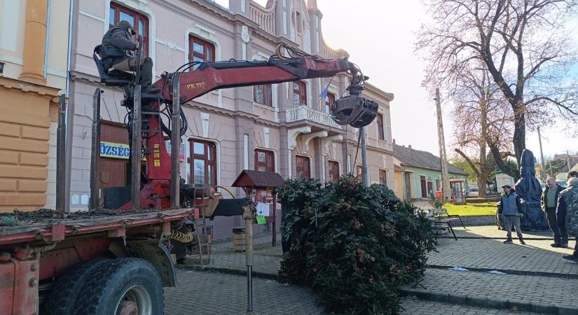 Markolós munkagéppel hozták a község karácsonyfáját (képgaléria)