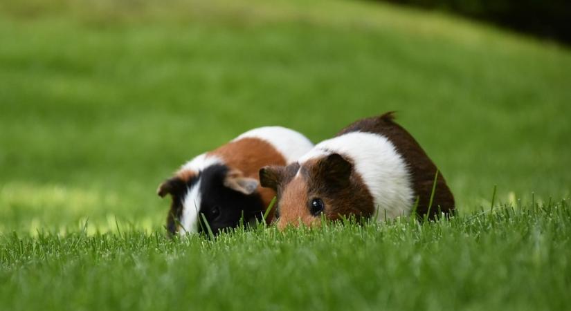 Tengerimalactól zöldell a kert: így hasznosíthatod a végtermékét