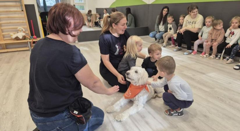 Cukiság a köbön: bölcsődébe jár Nomád kutya