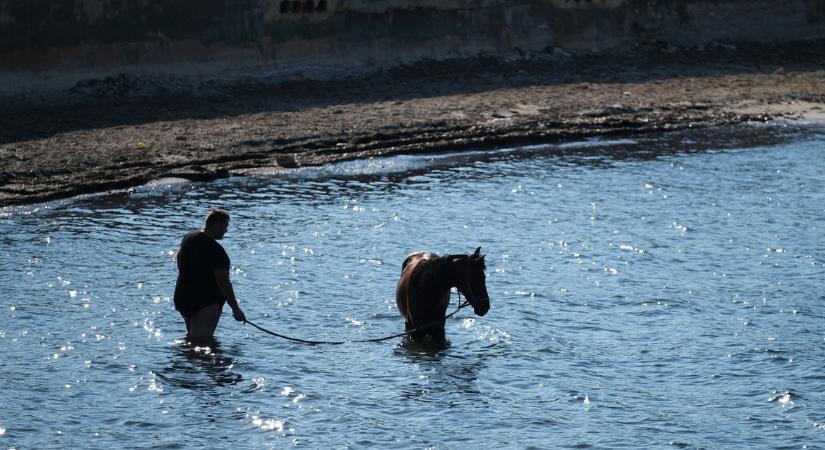 Ön szerint jön vagy megy a képen látható ló? A válasz fontos dolgot árul el a személyiségéről