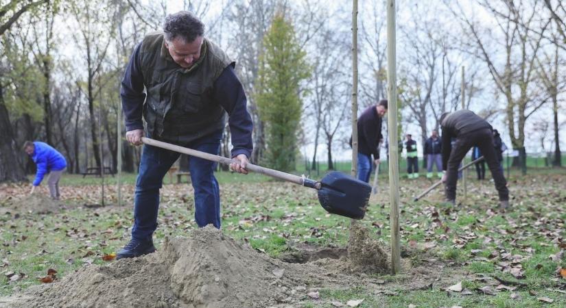 Több jó levegő és árnyék a településen