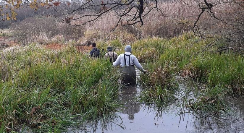 Fokozottan védett halfajt telepítettek a Hortobágyi Nemzeti park szakemberei