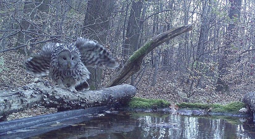 A Mecsekben mutatta meg magát az óriásbagoly