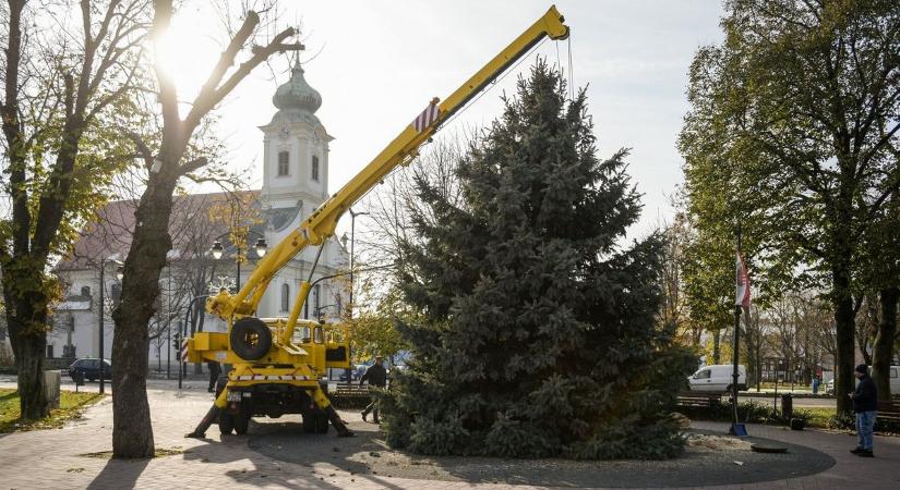 Felállították Hatvan karácsonyfáját