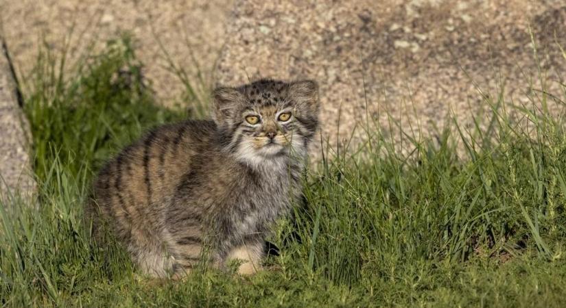 Visszaengedték a természetbe egy vadmacskát a Budakeszi Vadasparkból