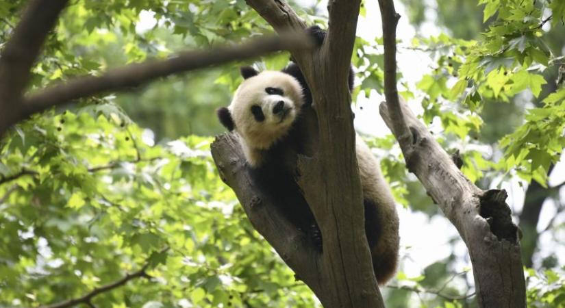 A kínai hatóságok szerint a pandavédelmi programok működnek