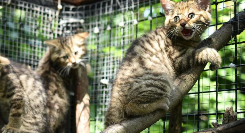 Vissza a természetbe: elengedték Szerénkét, a vadmacskát a Budakeszi Vadaspark mentőhelyéről