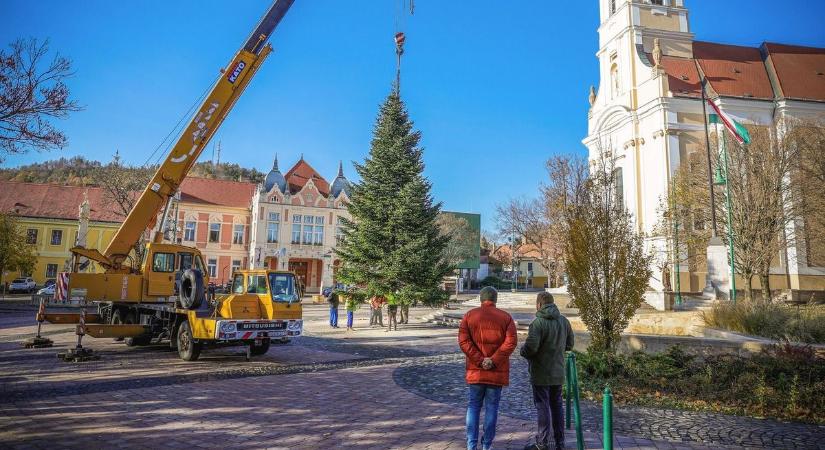 Rendőri felvezetéssel érkezett meg a Béla király térre a város karácsonyfája (képgaléria  videó)