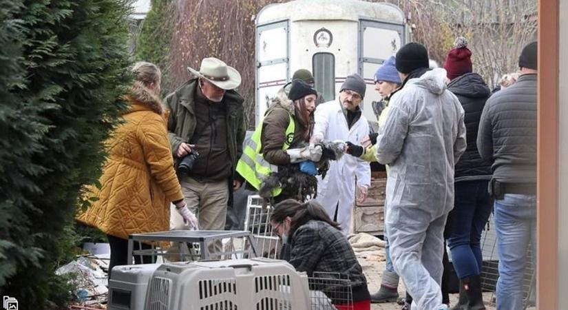 Meglepő fordulat – Szabadlábon a szaporítótelepek osztrák tulajdonosa, kiengedte a bíróság