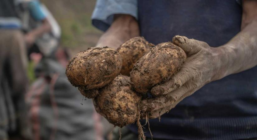 APIA-támogatások: december elsejétől utalják a maradék összegeket