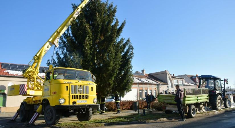 Helyére került a város fenyőfája Csengerben