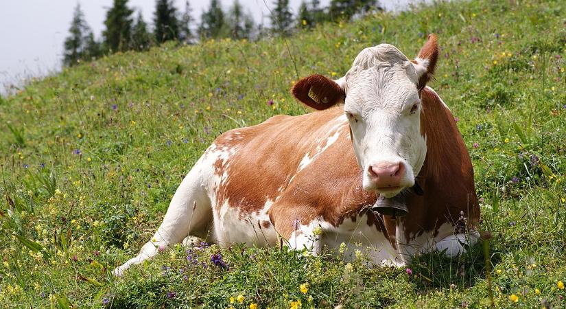 Fülöp-szigeteki vendégmunkások fejik a teheneket egy Somogy megyei faluban