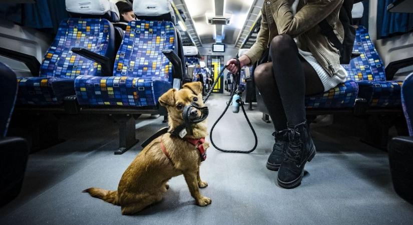 Ingyenessé válik a kerékpár- és kutyaszállítás Budapesten