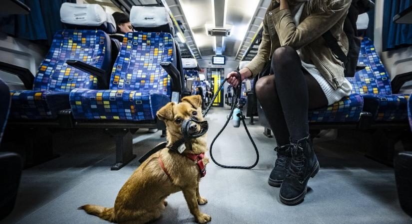 Nagy bejelentés a MÁV-tól: jövőre ingyenes lesz a kutya- és kerékpárszállítás Budapesten