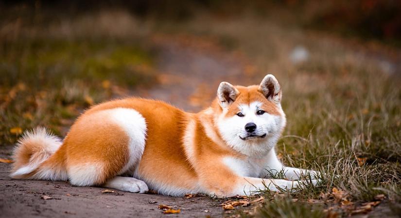 Akita, a hűség és a lojalitás jelképe a japán társadalomban