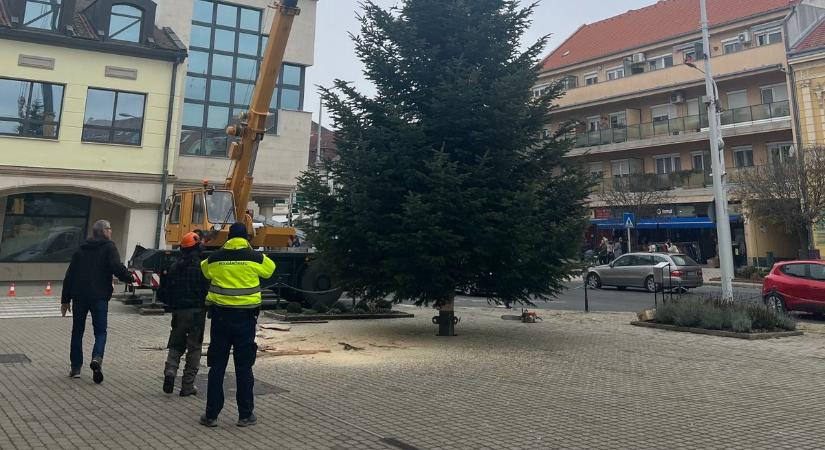 Lezárták az utakat, hogy eljuthasson az ajándék fenyőfa a városközpontig (videó)