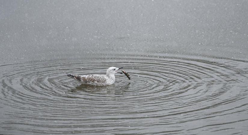 Szeged után a Hortobágy térségében számolták a legtöbb sirályt