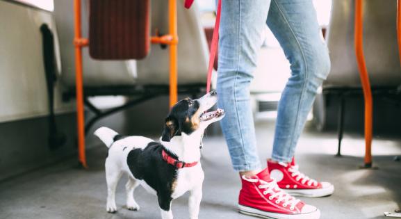 A budapesti kutyásoknál és kerékpárosoknál piros pontot szerezhet a MÁV