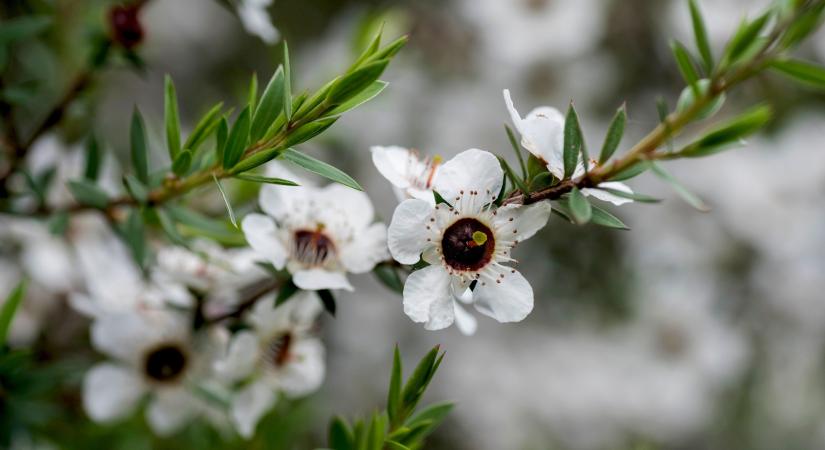 Manuka, a mézek királynője