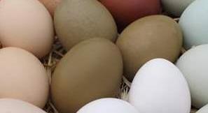 Ómega-3 tojást tojó tyúkokat nevelnek a Szent István Egyetemen