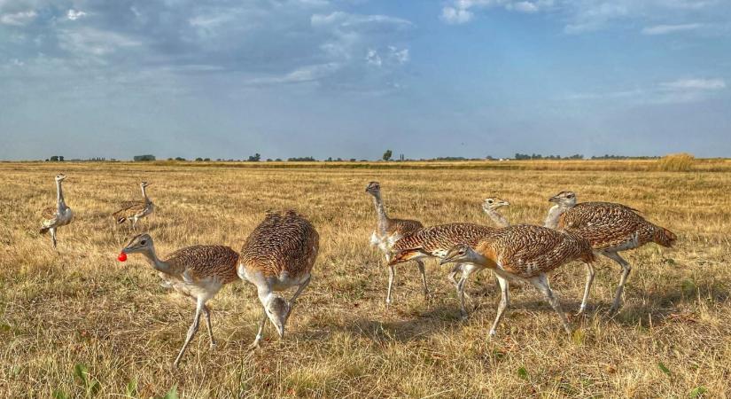 Nem is nagyon túlzok: egyre több a túzok