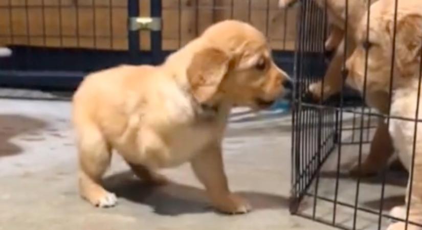 Fogyatékkal született a golden retriever: szívszorító, hogyan boldogul - Videó