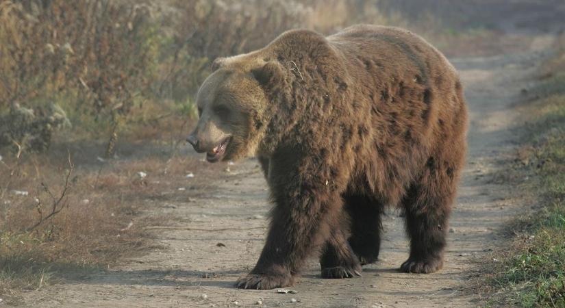 Befogták a hajdú-bihari medvét? Olvasónk szerint itt sikerült elkapni