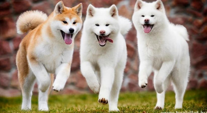 Akita inu, erős és tekintélyes kutyafajta