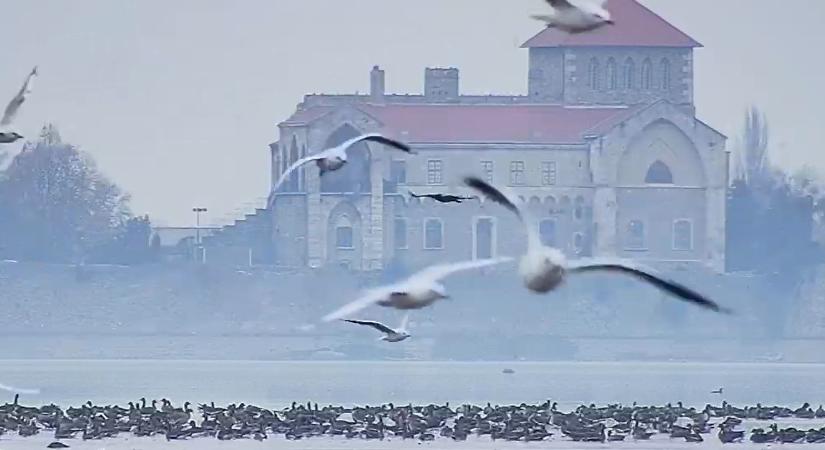 Immáron élő közvetítésben nézhetjük a vadludak tízezreit a Tatai Öreg-tó medréből