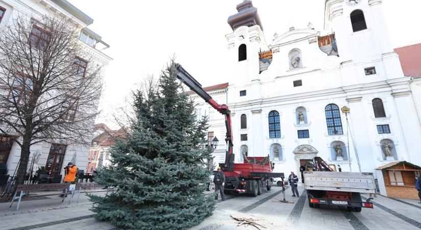 Nyolc méter magas ezüstfenyő Győr idei karácsonyfája