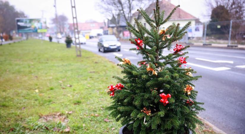 Nem mindennapi a látvány: több kilométer hosszan sorakoznak a városban a feldíszített karácsonyfák